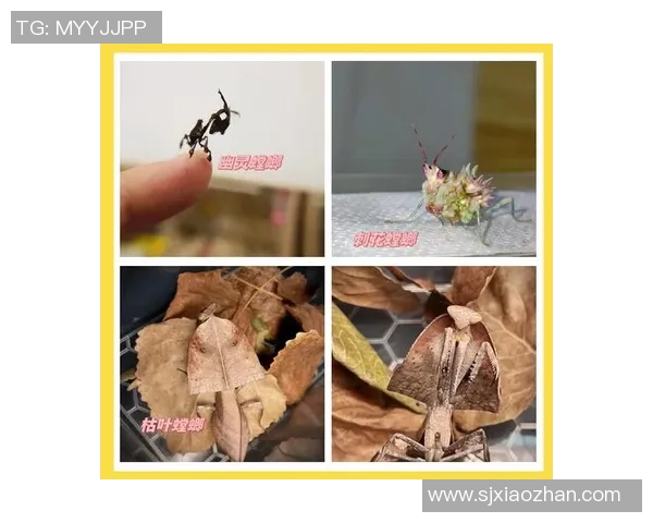 螳螂宠物足球的趣味世界探索与养护指南 螳螂宠物足球的趣味世界探索与养护指南